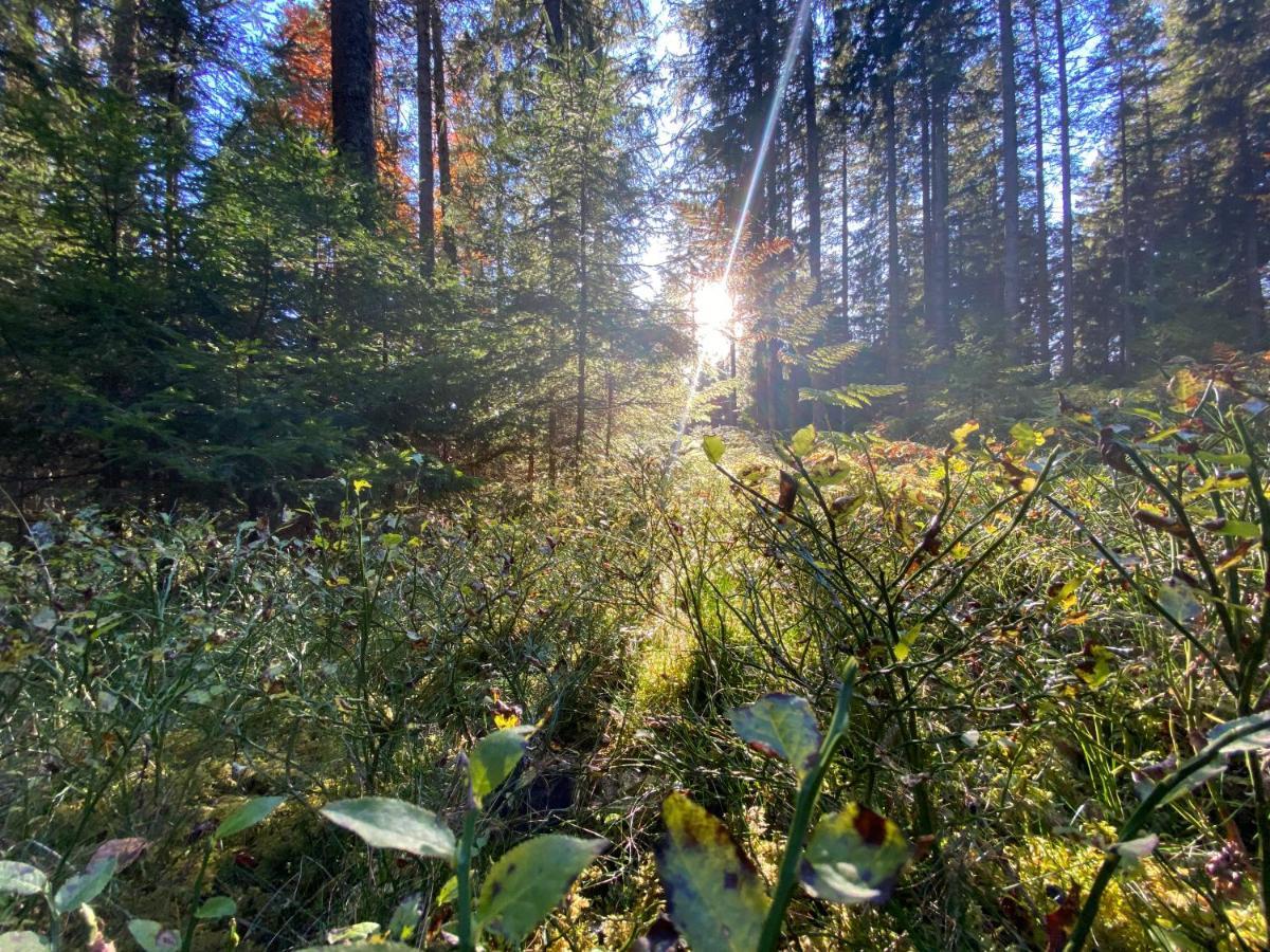 Ferienwohnung Waldblick Вильгельмсфельд Экстерьер фото